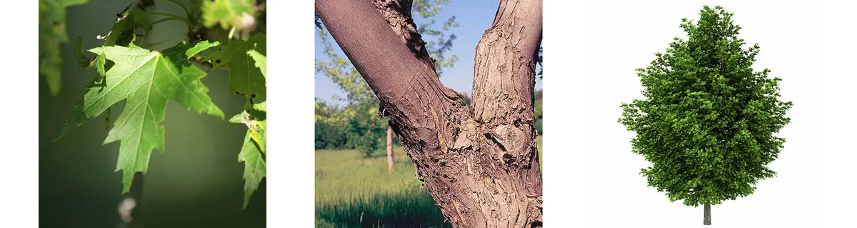Silver Maple (Acer Saccharinum)