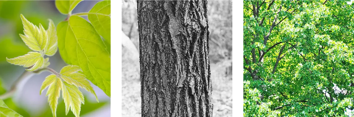 Box Elder (Acer Negundo)