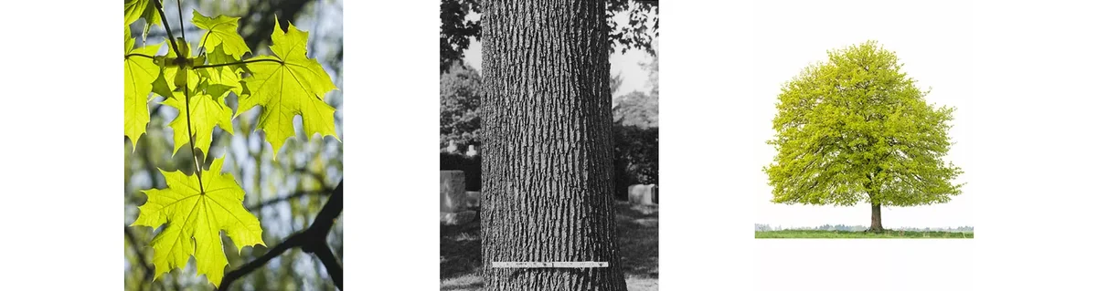 Norway Maple (Acer Platanoides)
