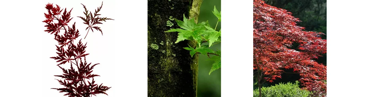 Japanese Maple (Acer Palmatum)