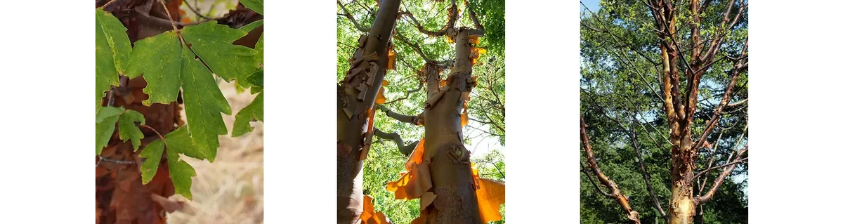 Paperbark Maple (Acer Griseum)
