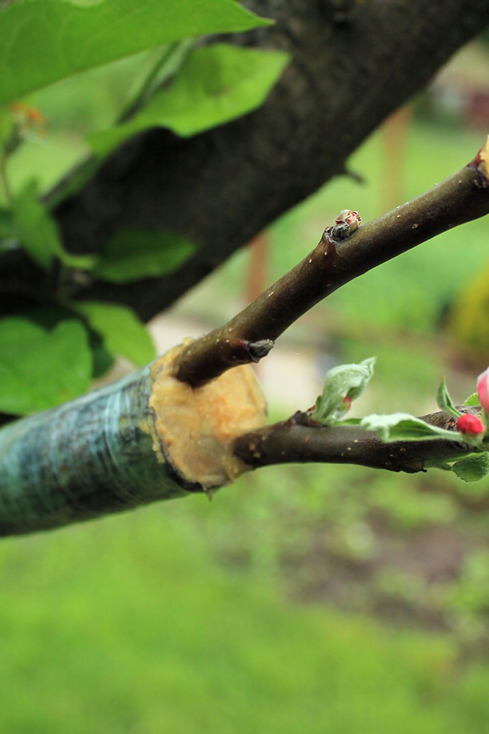Mastering the Art of Grafting Fruit Trees