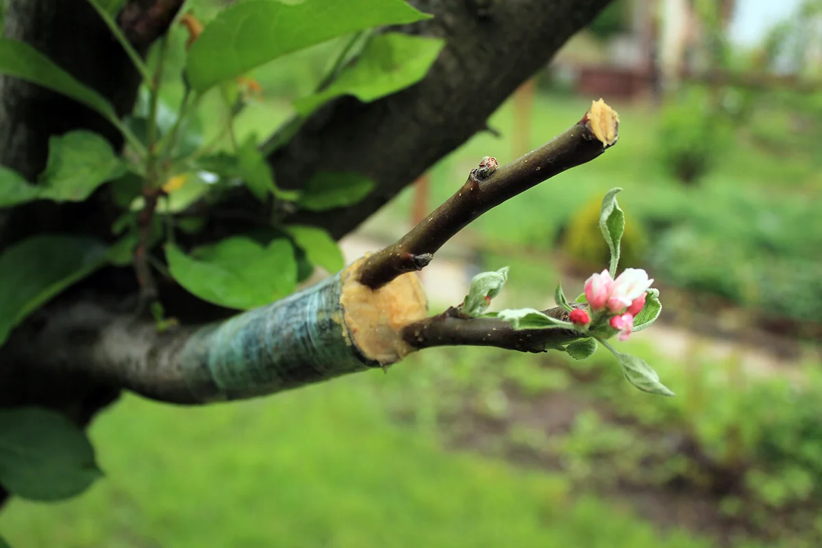 Live cuttings at grafting apple tree in cleft with growing buds, young leaves and flowers. Closeup.