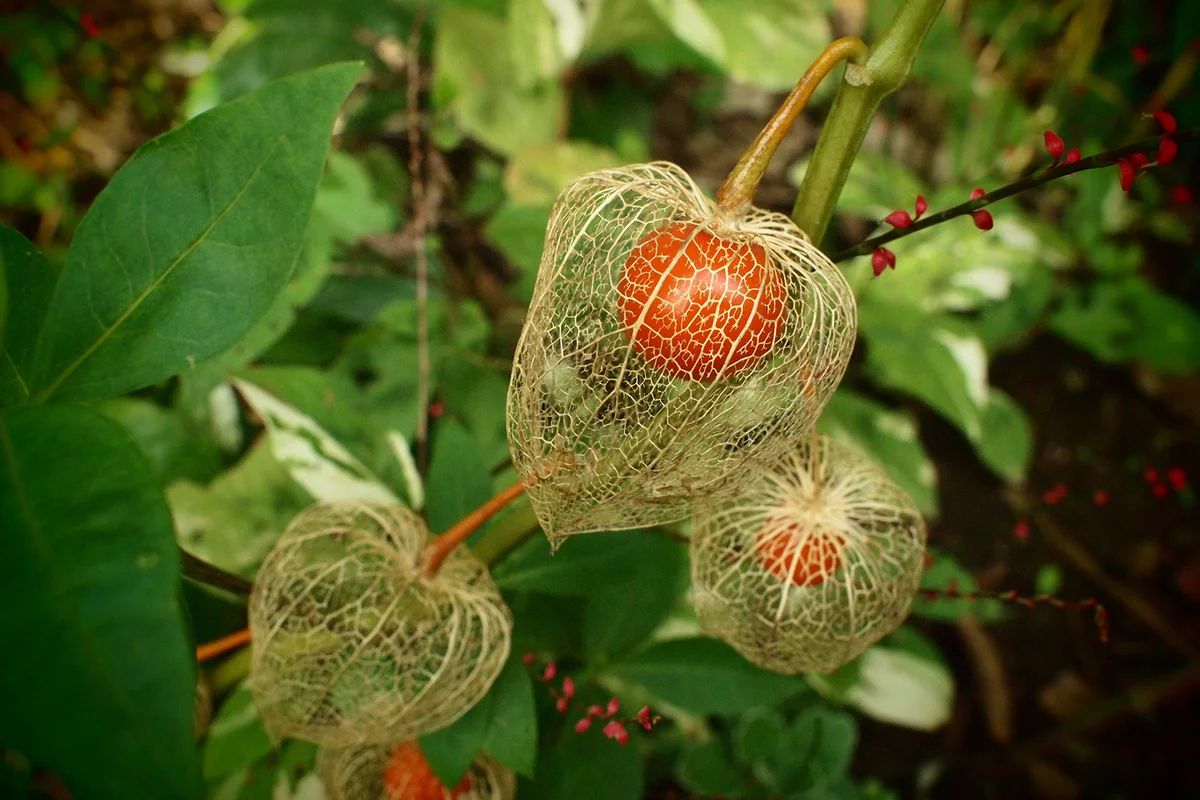 ground cherry