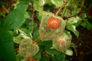 Chinese Lantern Plants: A Vibrant Garden Addition