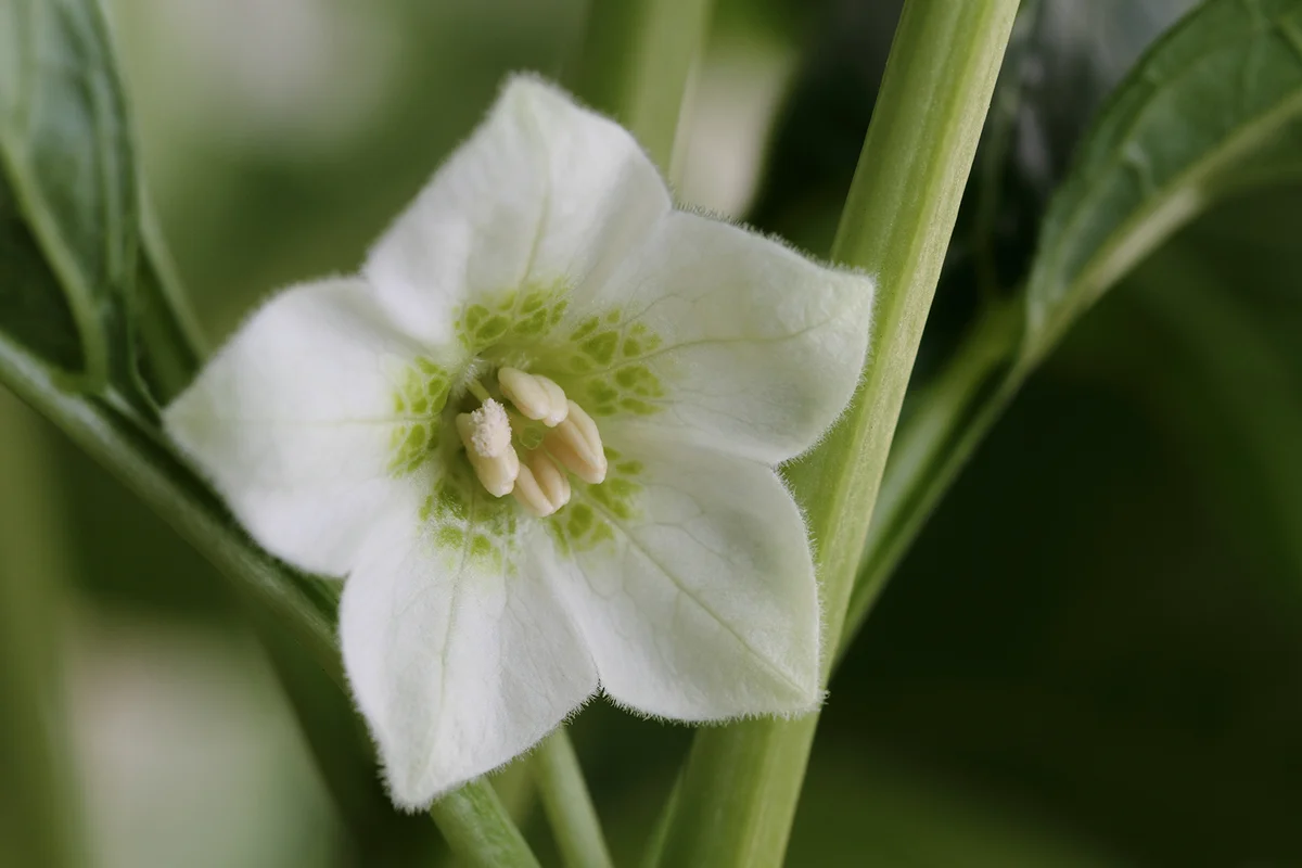 Flower of the ground cherry of the early summer
