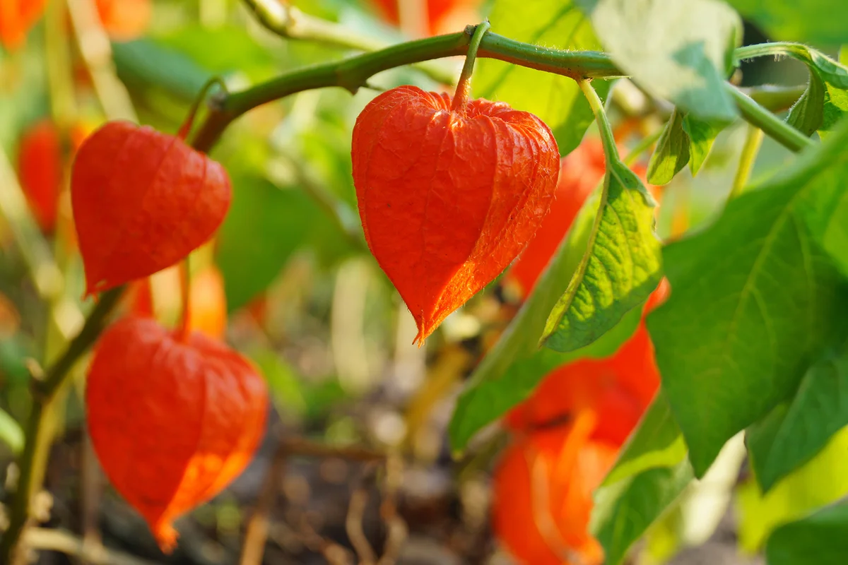 Physalis alkekengi - orange lanterns of physalis alkekengi among green leaves