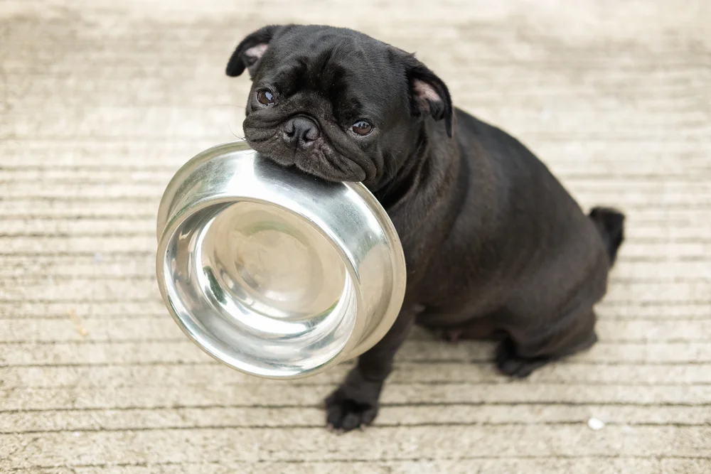 dog with bowl