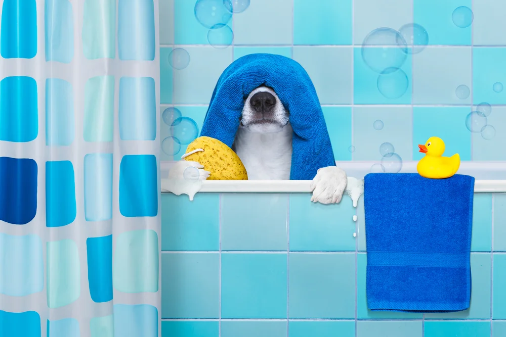 dog in a bathtub