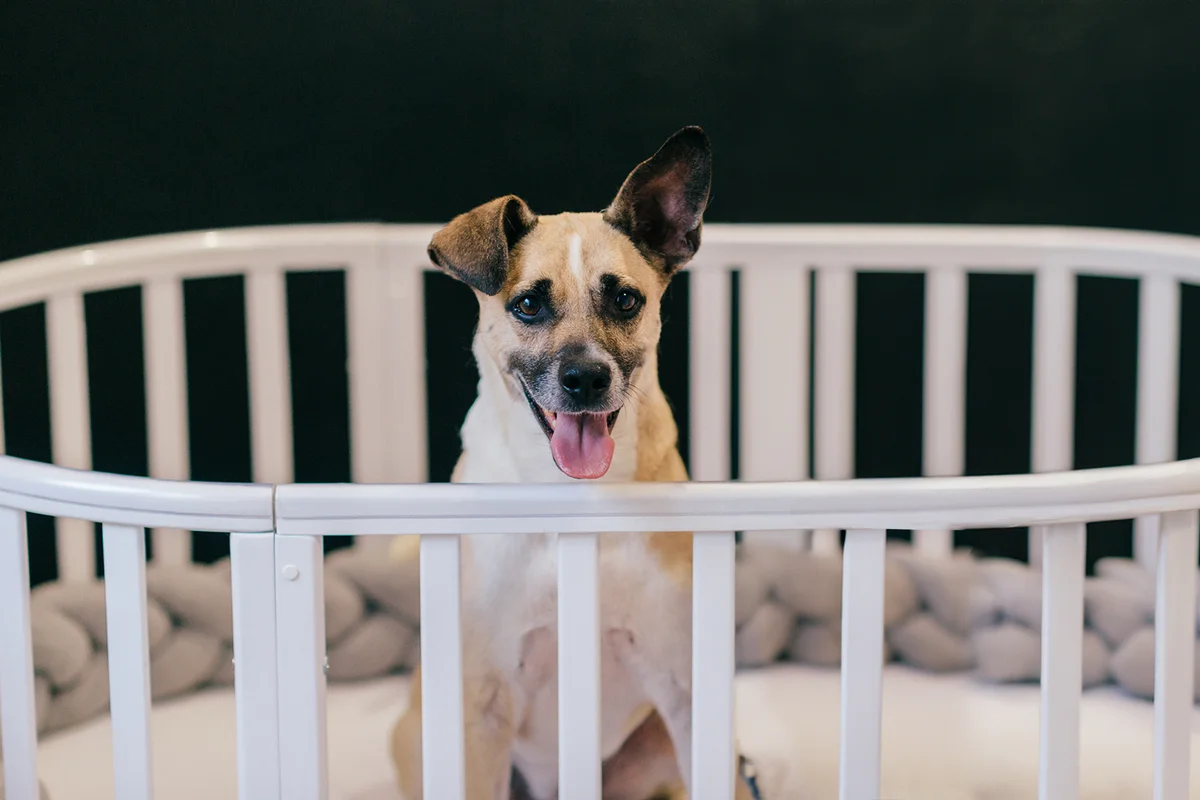 Lovely baby boy with dog standing together in crib
