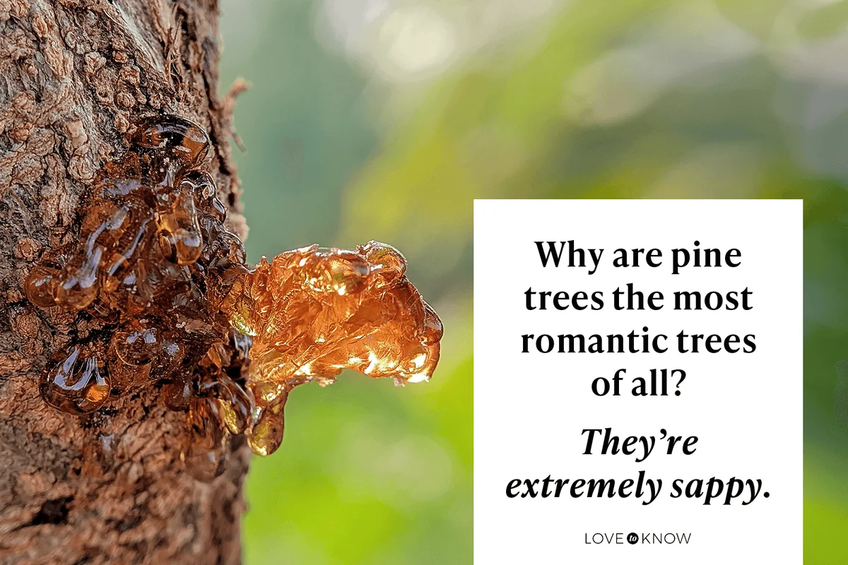 Why are pine trees the most romantic trees of all?

They’re extremely sappy