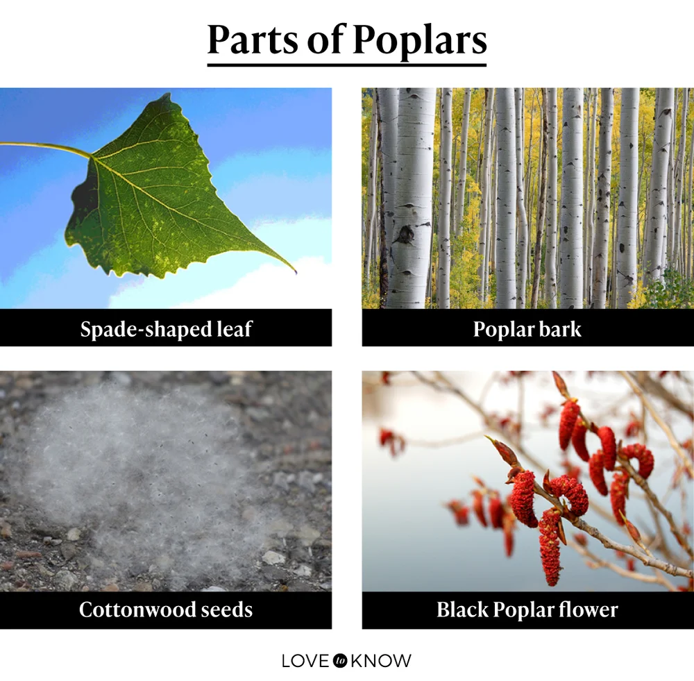 Parts of Poplars