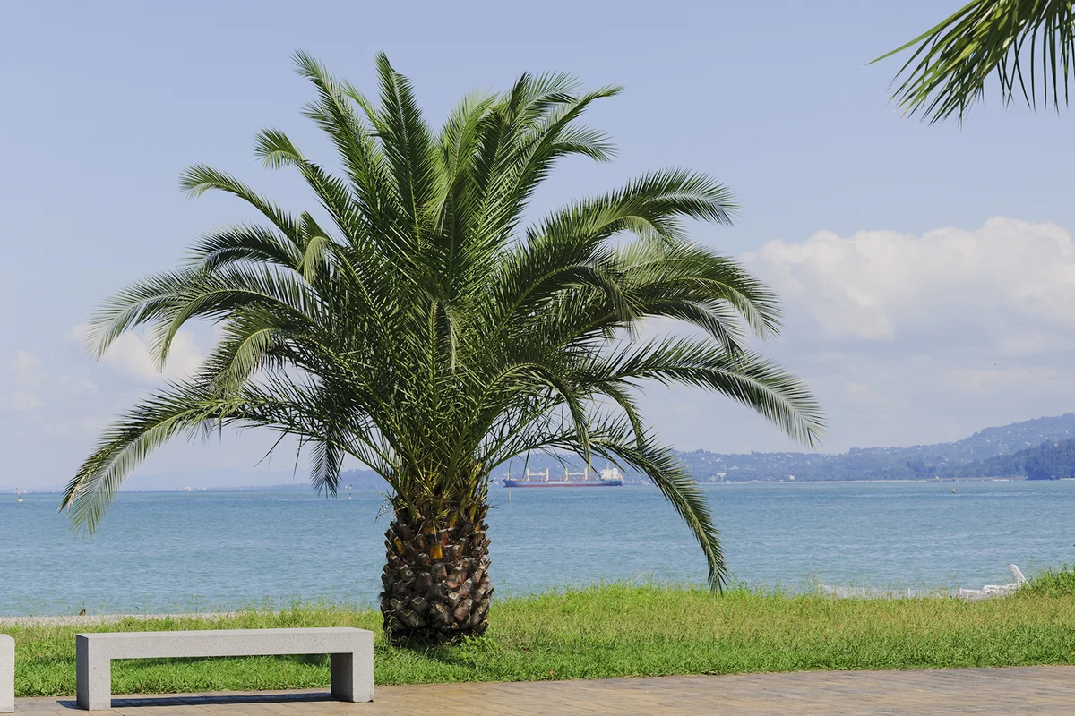 Pygmy date palm on the Black Sea shore