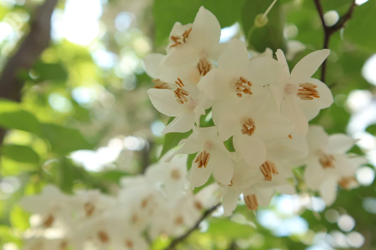 White flowers of styrax japonica (Japanese snowbell)