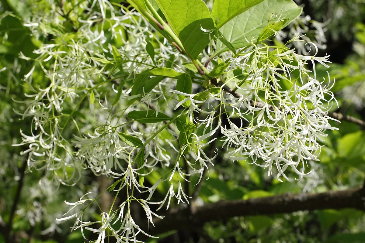 Flowers of White Fringetree, Chionanthus virginicus; selected focus, narrow depth of field