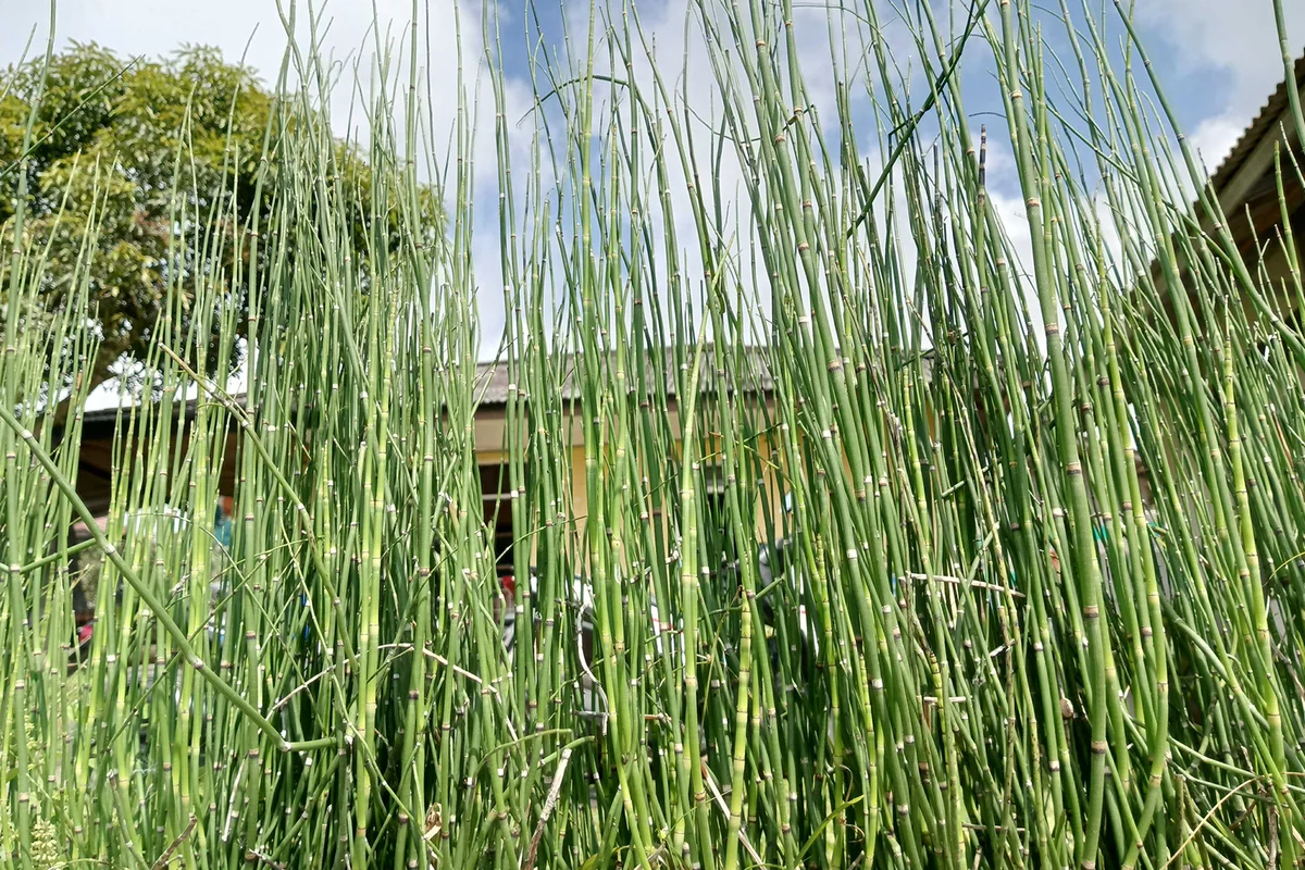 bamboo grass growing in the yard