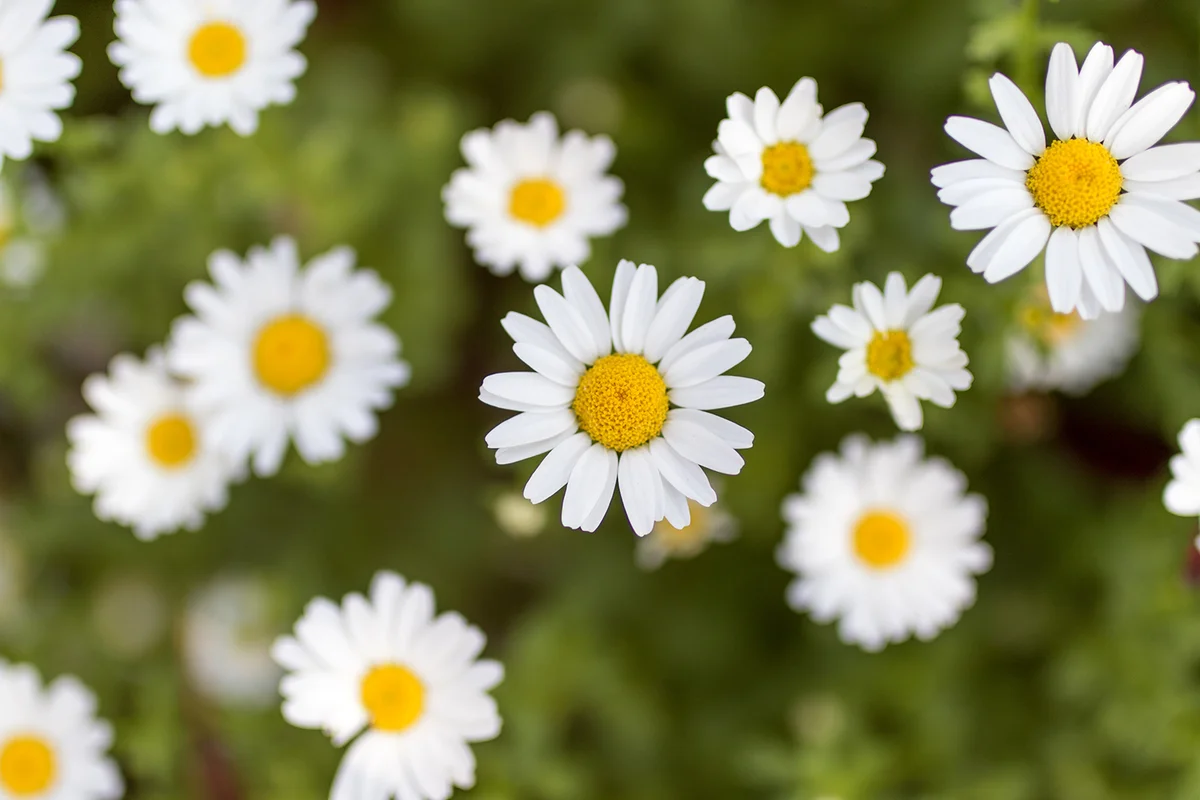 Detail of daisies in a sunny day