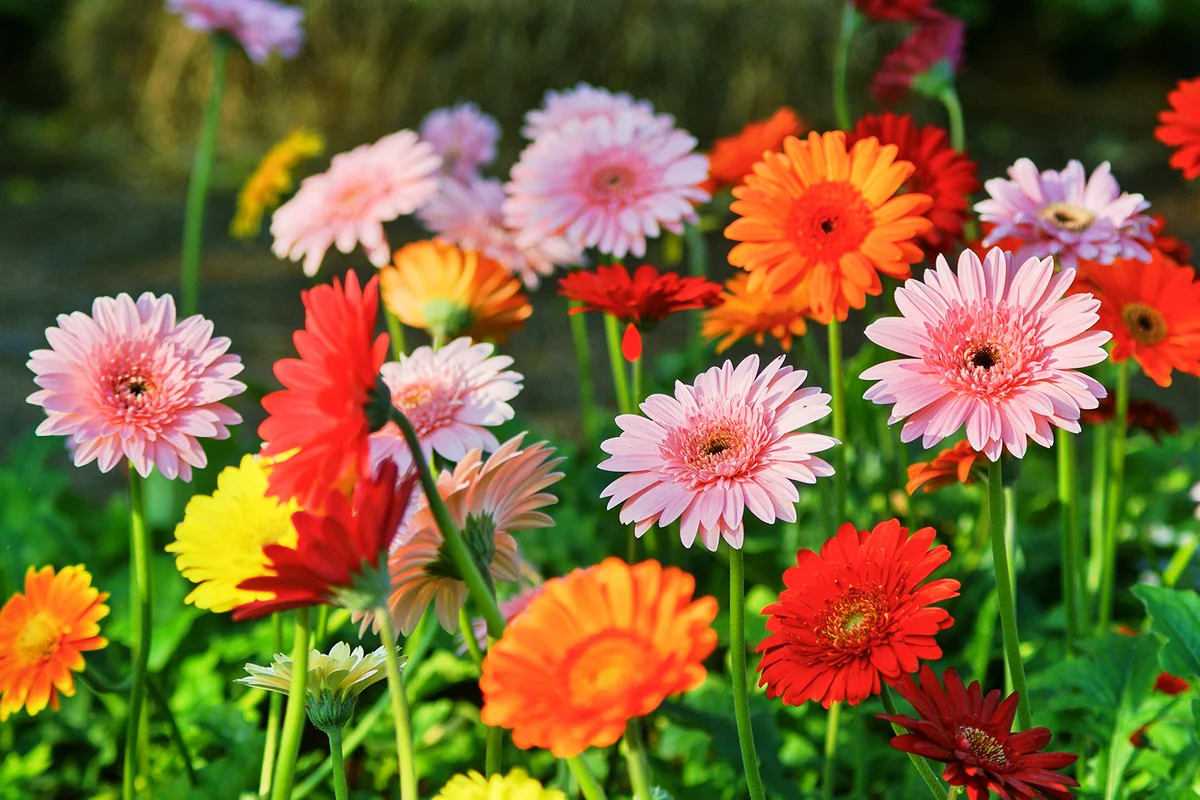 Gerbera Daisy