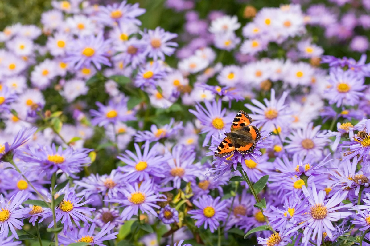 A painted lady butterfly on Michaelmas daisies