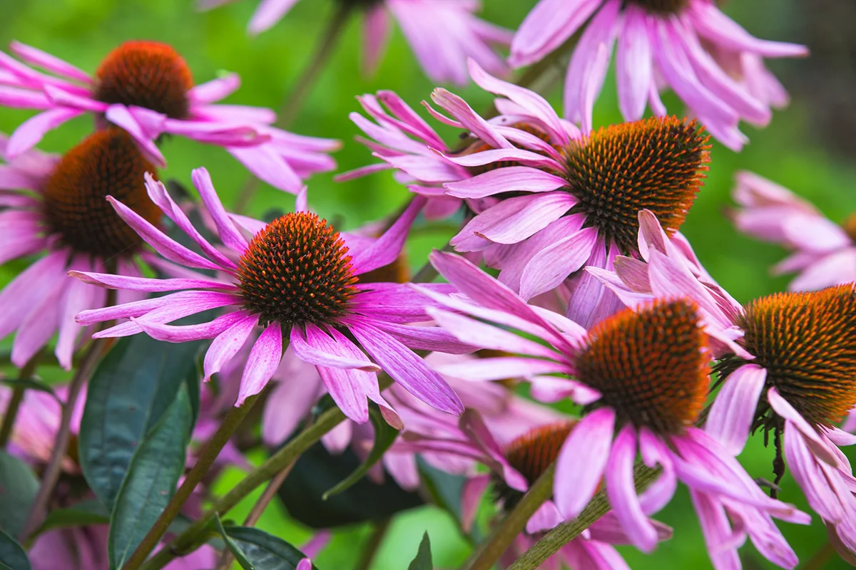 Echinacea purpurea also known as the eastern purple coneflower