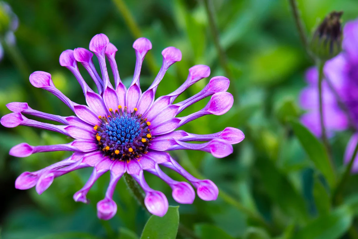 osteospermum African Daisy Purple Astra flower