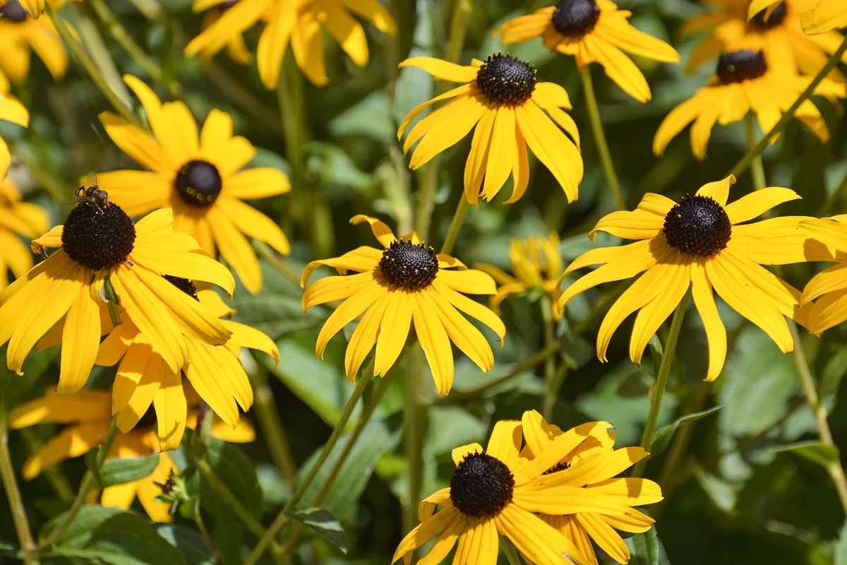 black-eyed Susan flowers
