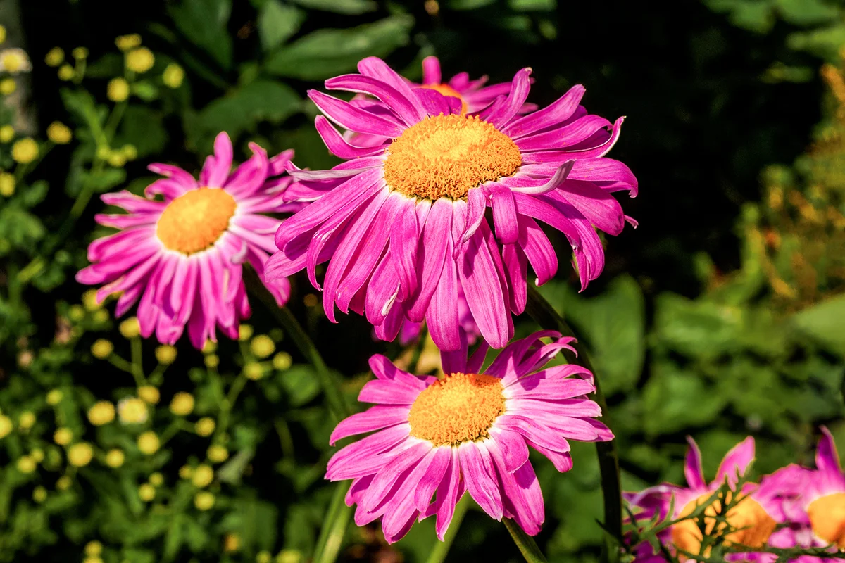 Painted Daisy (Pyrethrum coccineum) in garden