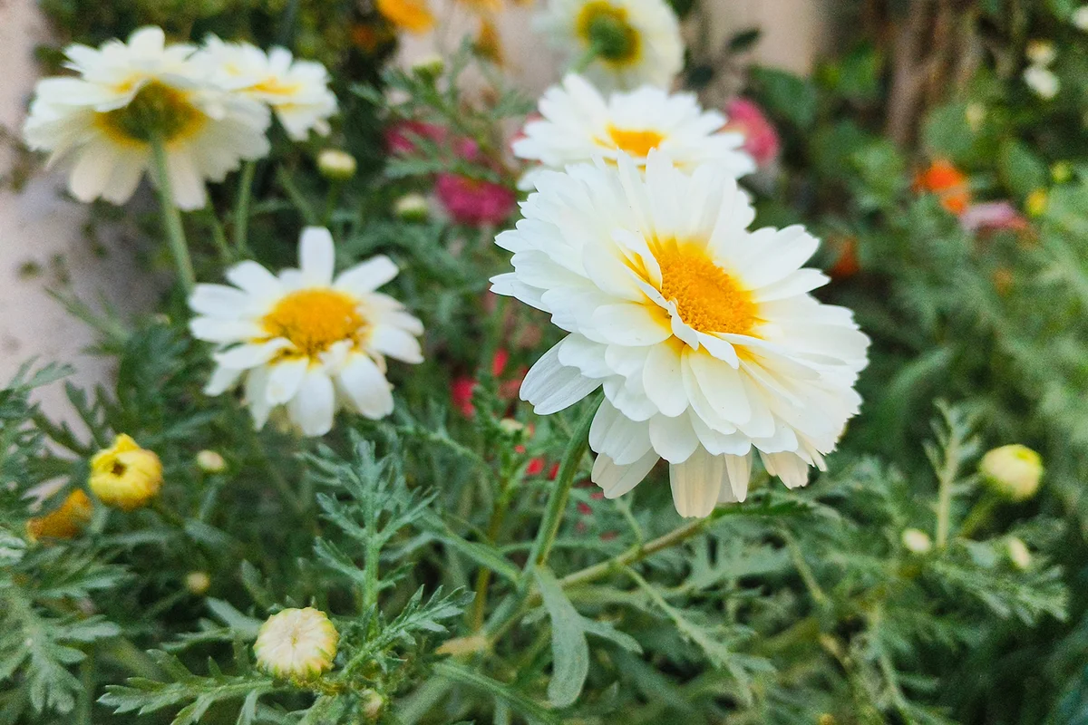 The creeping daisy, with its vibrant yellow petals and trailing stems