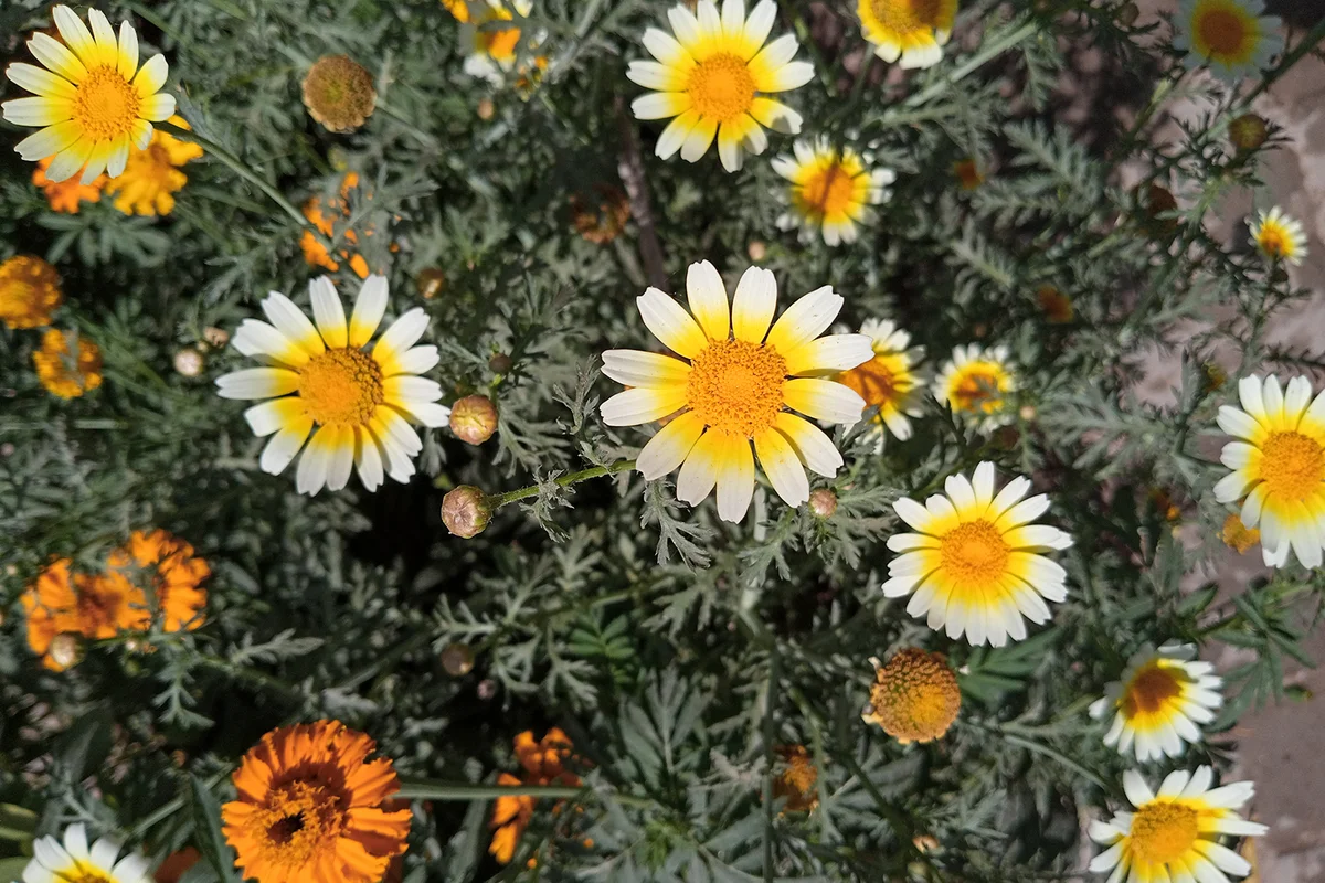 Close up of the Crown Daisy flowers