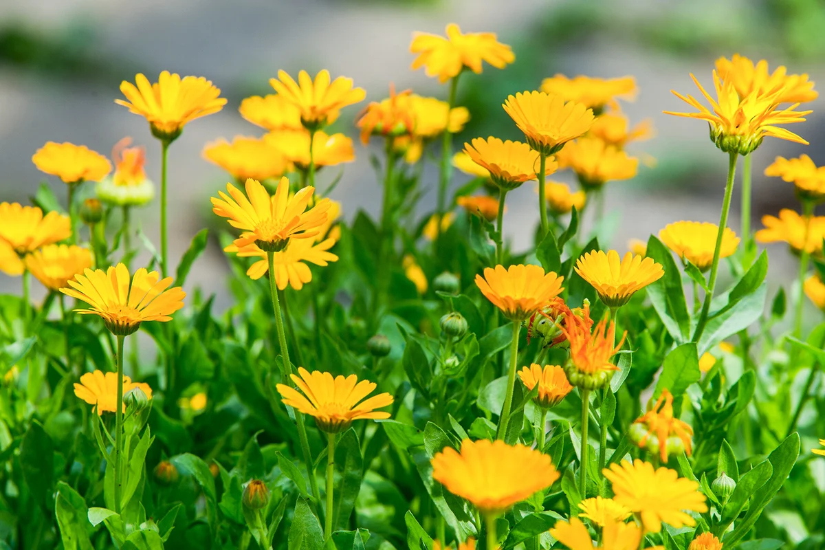 Calendula, or marigold