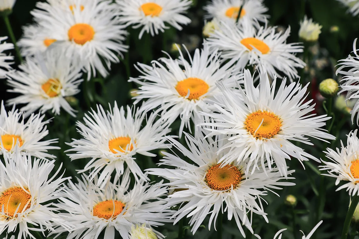 Large double fluffy daisies of the 'Crazy Daisy'