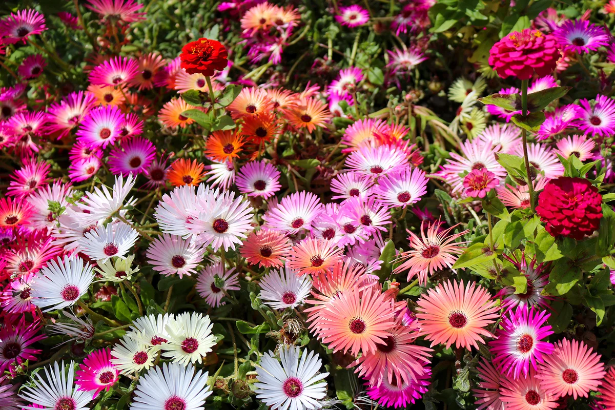 flowers in the garden