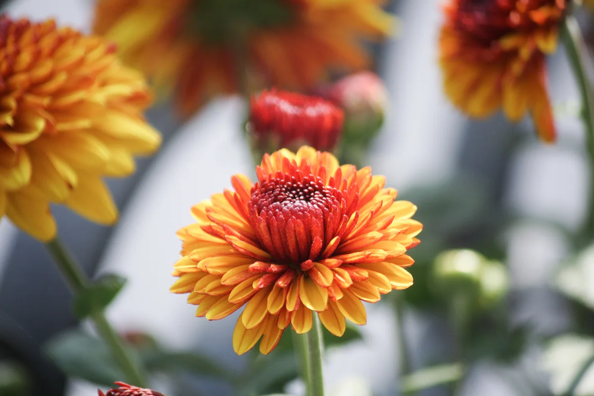 Chrysanthemum Tiger Tail yellow in bloom