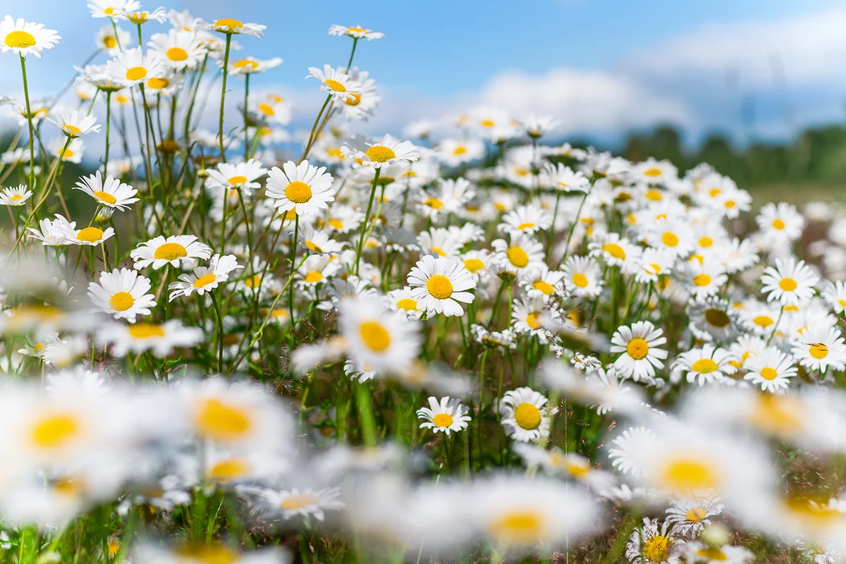 Summer bright landscape with beautiful wild flowers camomiles