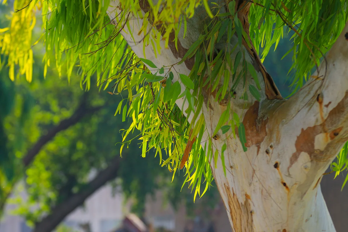 eucalyptus leaves