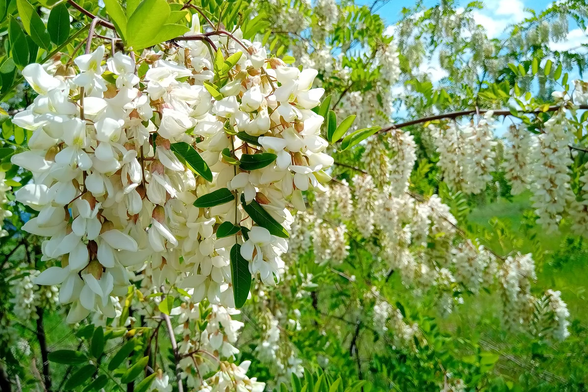 Beautiful white flowers of black locust (Robinia pseudoacacia)