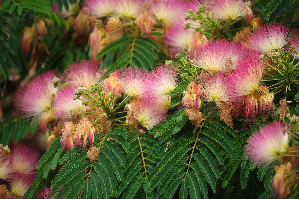 Albizia julibrissin, the Persian silk tree or pink silk tree