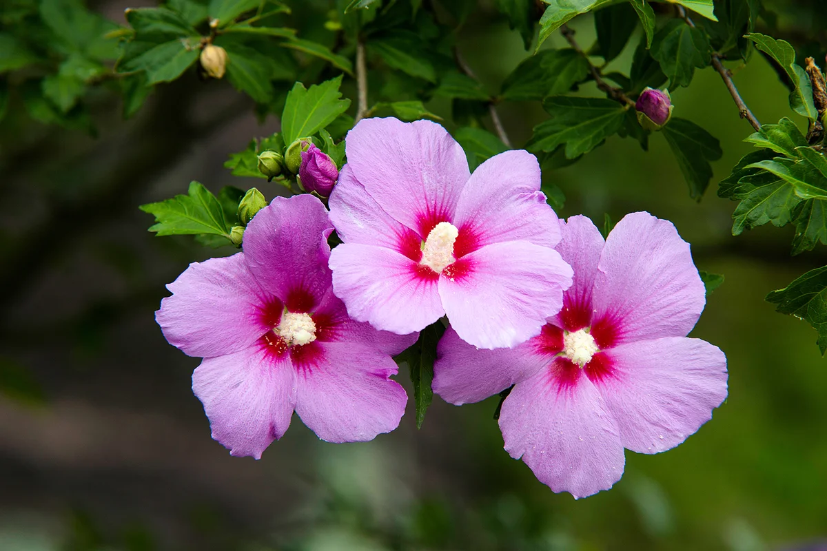The beautiful rose of sharon