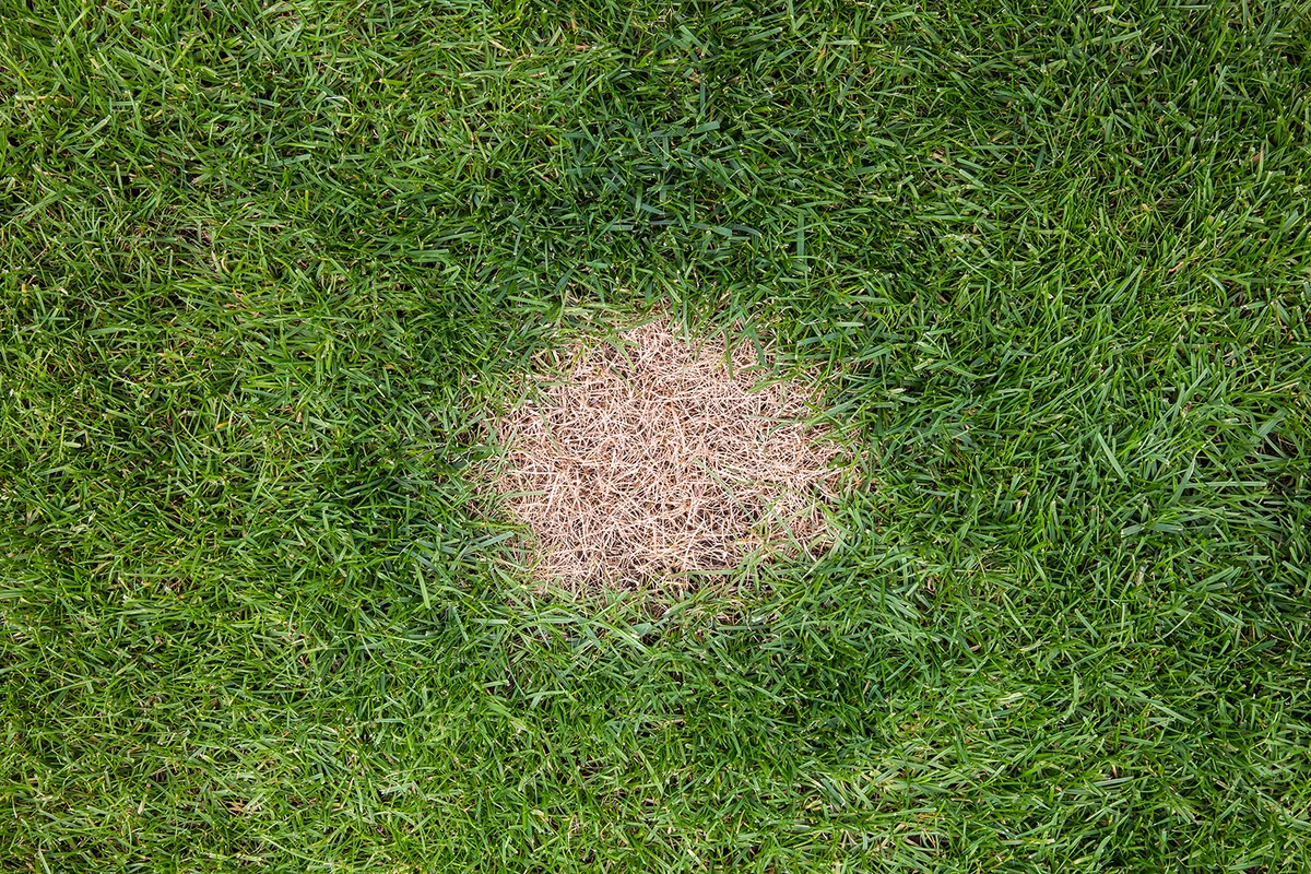 Looking down from above onto a brown and dead patch of grass