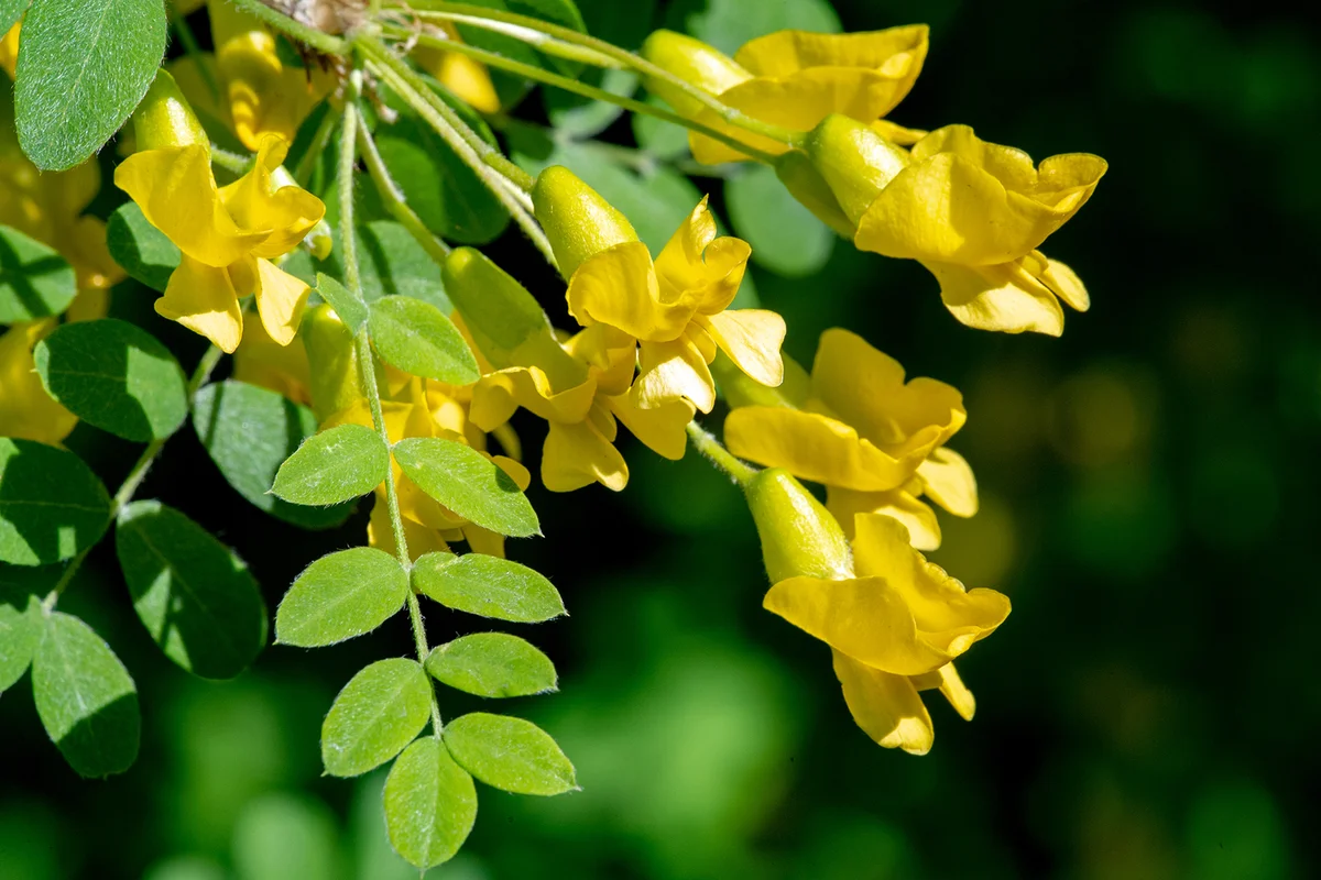 Caragana arborescens, the Siberian pea-tree
