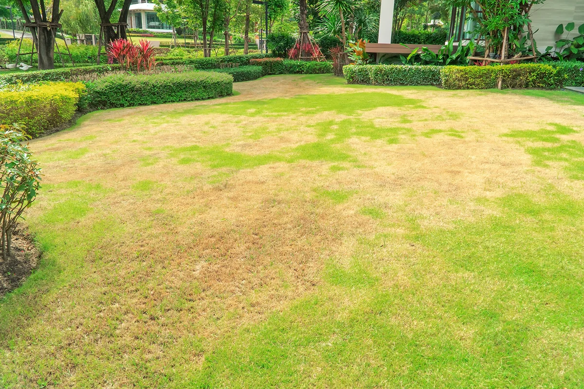 Lawn in bad condition and need maintaining