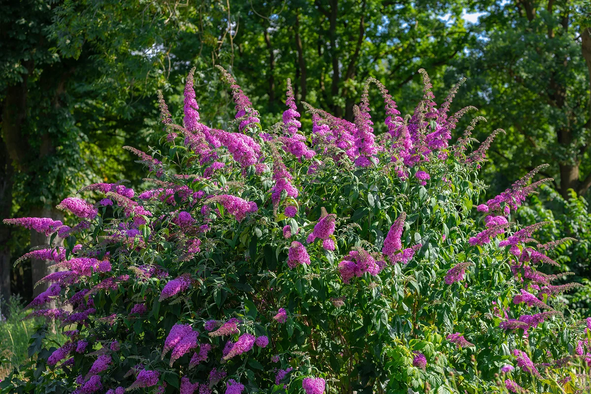 Selective focus of violet blue flower Summer lilac (Vlinderstruik) Buddleja davidii, Butterfly-bush or Orange eye