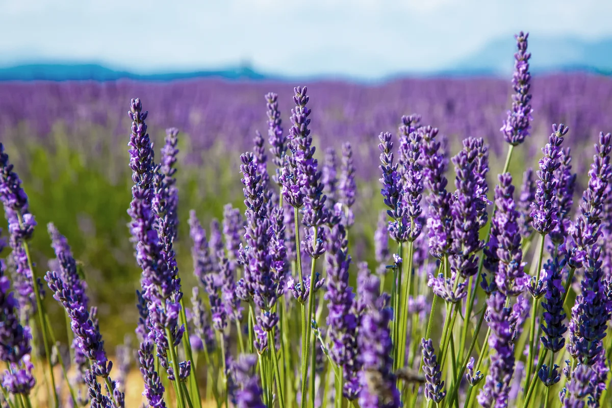 Lavender flower close up in a field in Provence France against a blue sky background.