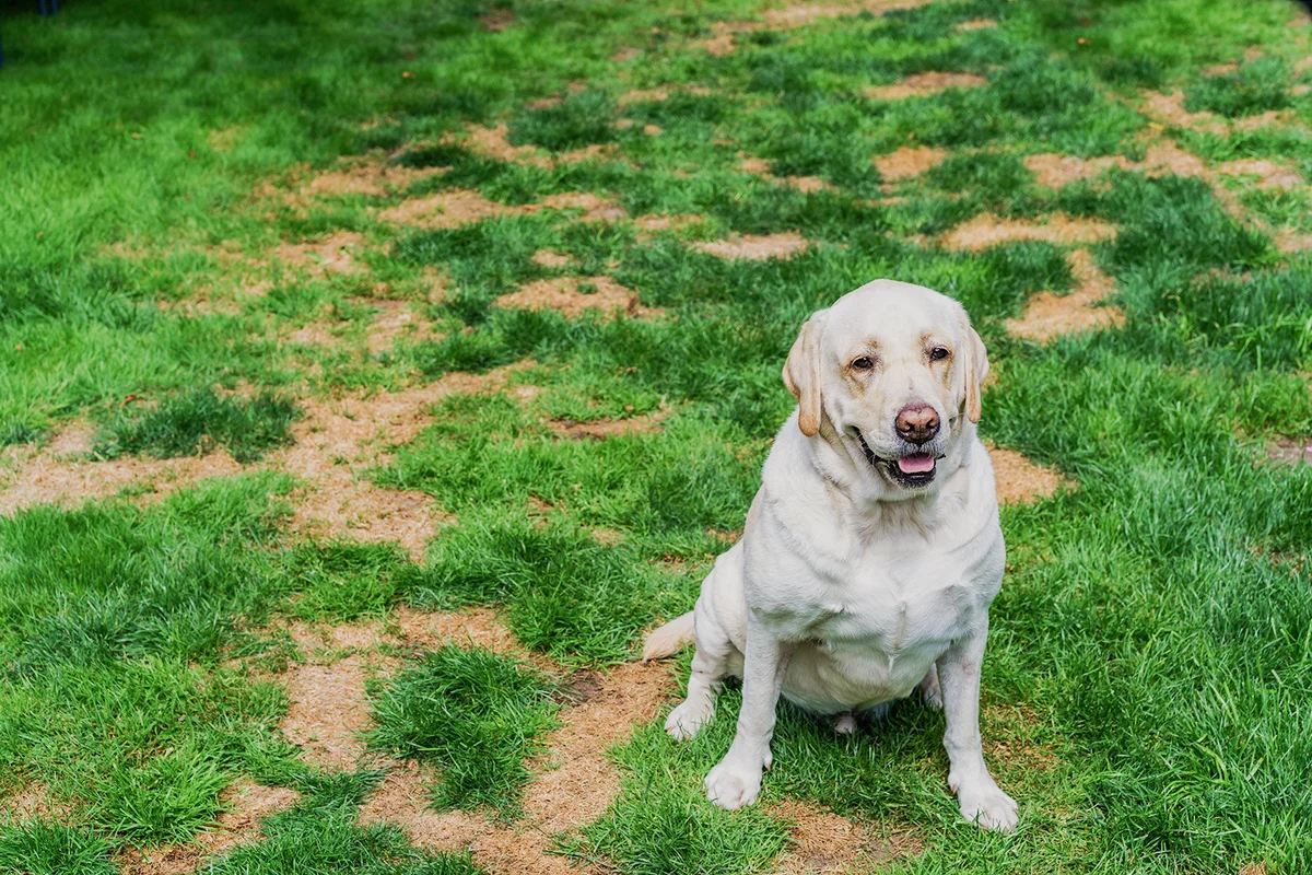 Dog sits on lawn full of damaged spots