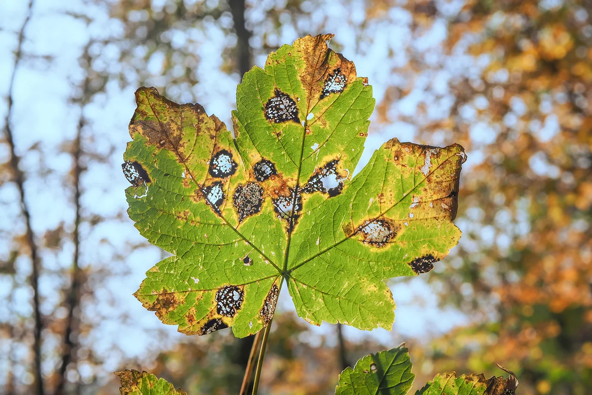 Maple Tree, Sycamore Tree (Acer pseudoplatanus), fungal disease called "tar spot"