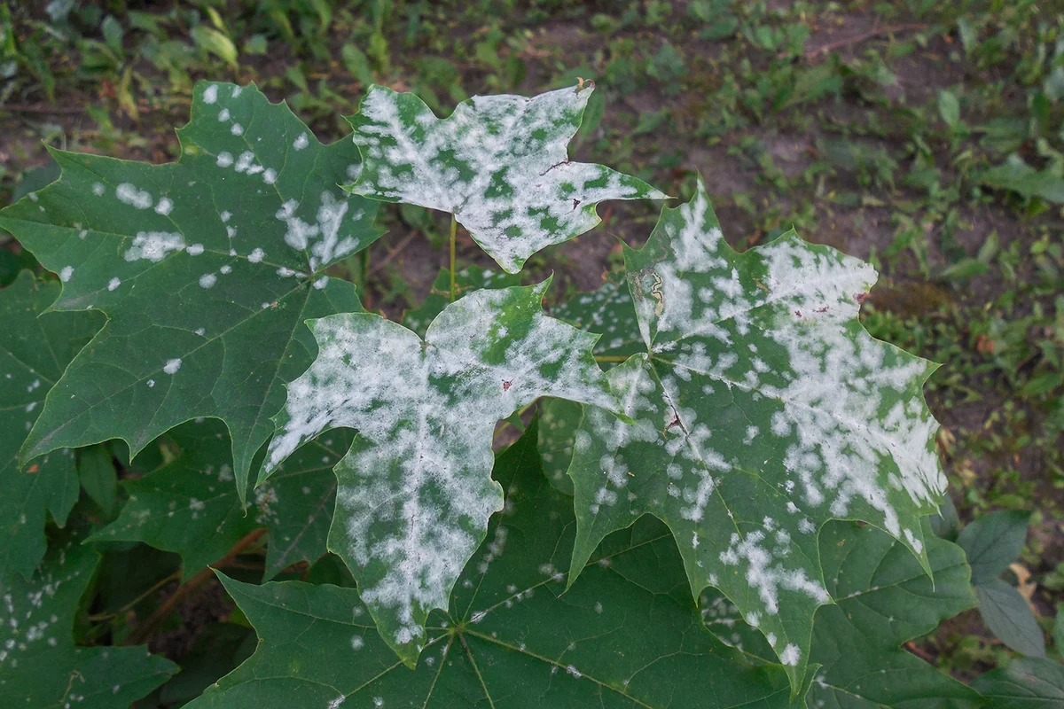Powdery mildew (Blumeria graminis)