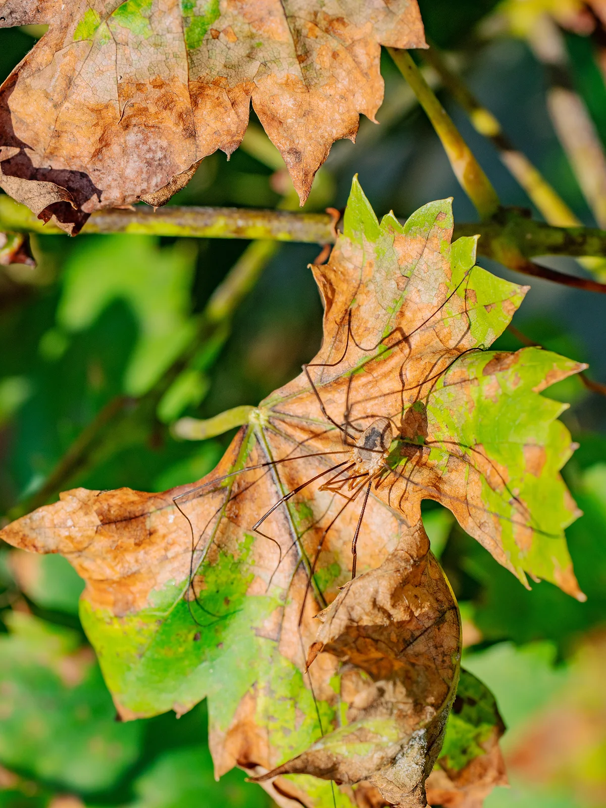 Dry vine leaf and a vine grape