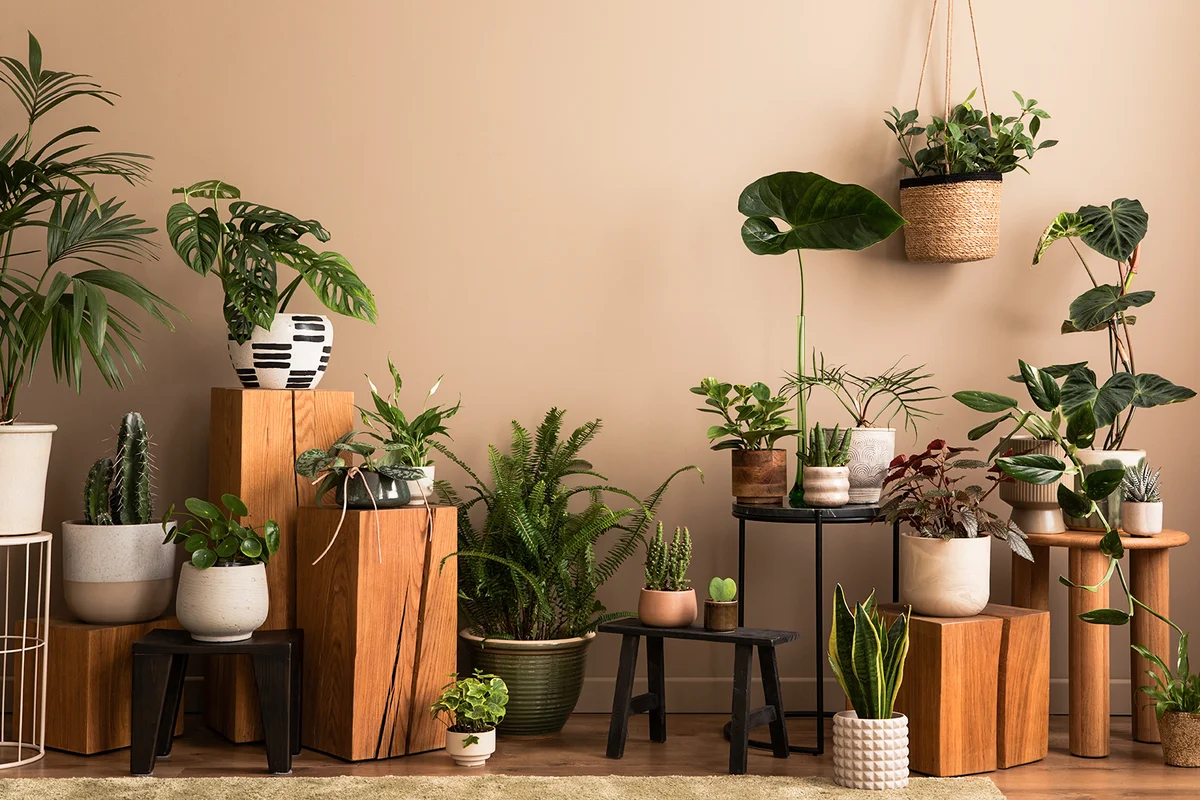 botanic living room interior with plants in wooden stands