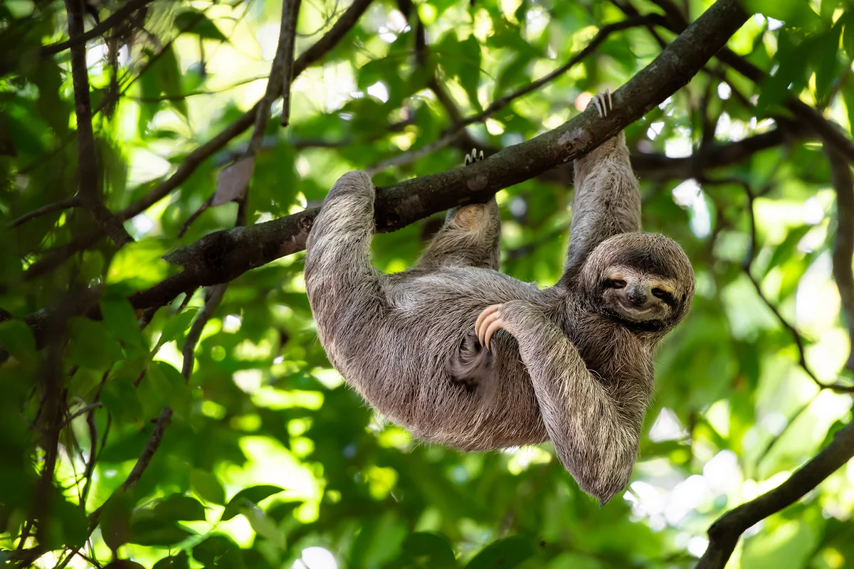 Cute sloth hanging on tree branch with funny face look