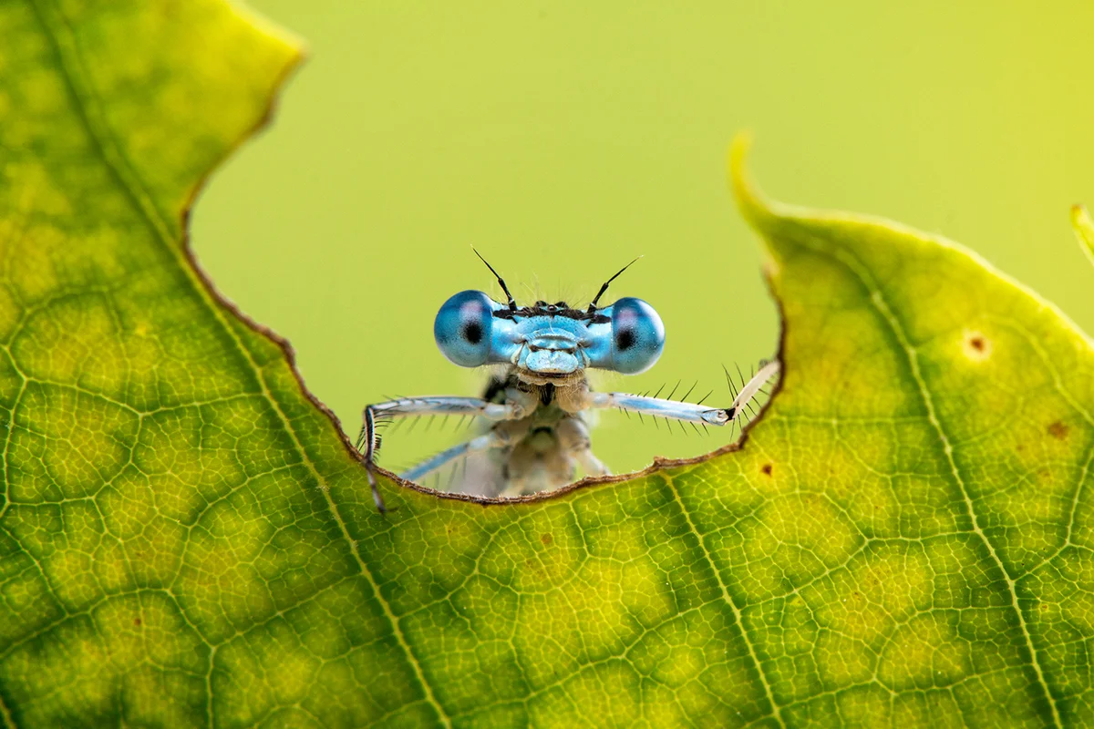 Cool funny macro image of a dragonfly on a leaf.